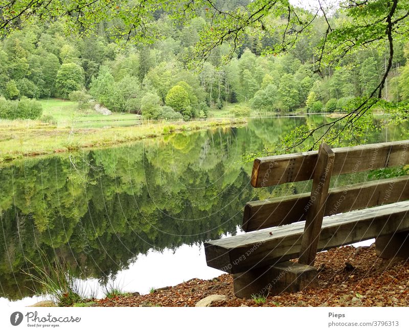 At the pond (1) tranquillity Black Forest vacation Surface of water Reflection in the water Nature reserve Bench Deciduous forest Relaxation Autumn time-out