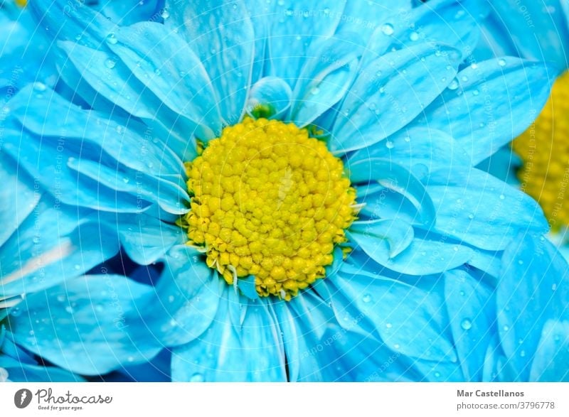 Daisy flower with blue petals. flowers macro floral daisy background nature summer plant spring meadow beautiful yellow beauty natural garden field growth