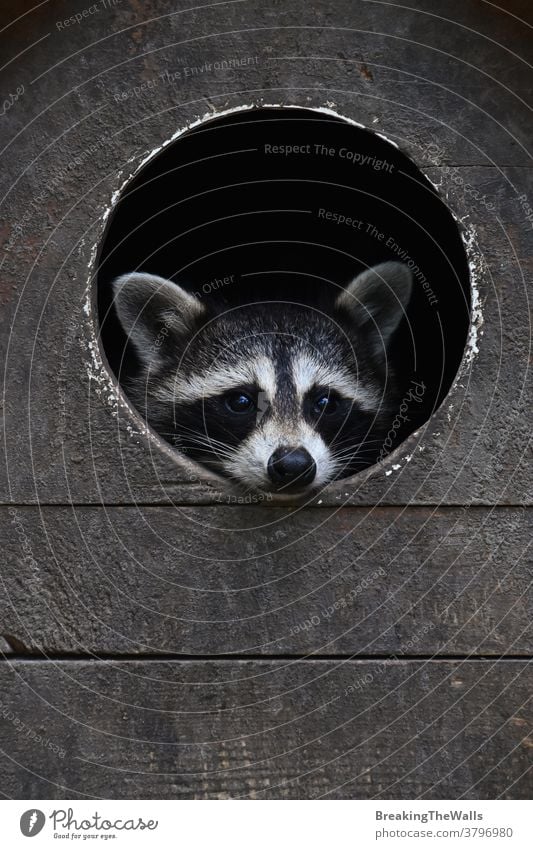 Baby racoon looking out from round house window Racoon baby small young juvenile portrait cute wooden camera closeup face head funny animal one copy space