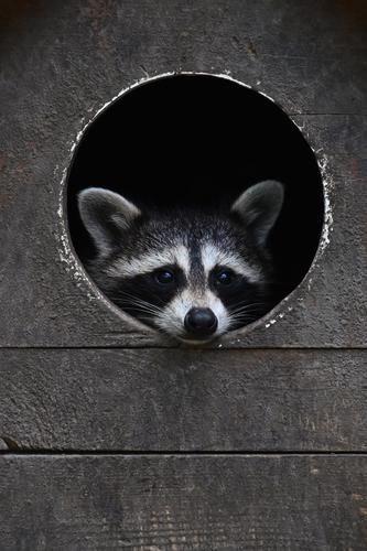 Baby racoon looking out from round house window Racoon baby small young juvenile portrait cute wooden camera closeup face head funny animal one copy space