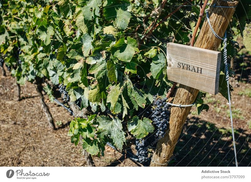 Bunches of ripe grapes on vine in sunlight bunch cultivation fruit sweet vitamin vineyard plantation summer grow delicious bright leaf pointed edge spiky dry