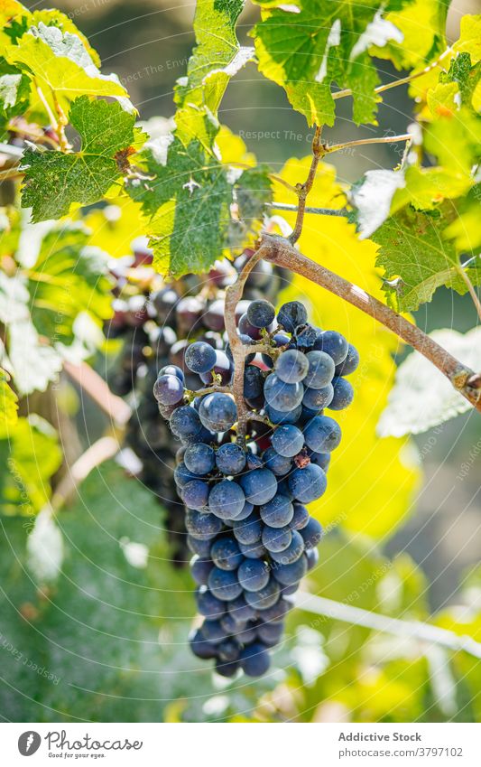 Bunches of ripe grapes on vine in sunlight bunch cultivation fruit sweet vitamin vineyard plantation summer grow delicious bright leaf pointed edge spiky dry