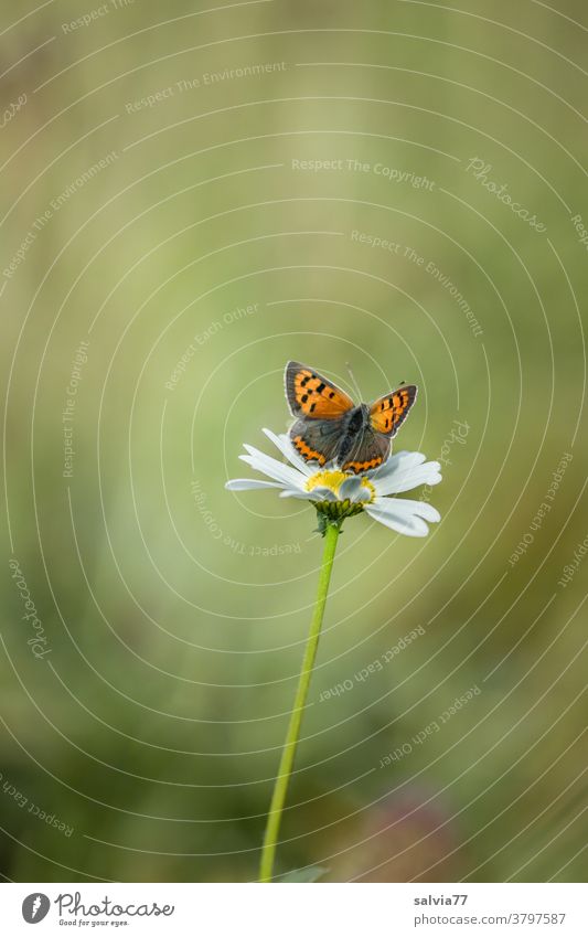 small fire butterfly, sunbathing on a daisy Nature Flower Marguerite Butterfly Summer Meadow Plant Blossom Blossoming Green Colour photo Deserted blurriness