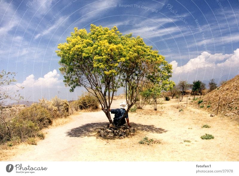 Siesta under the tree Tree Break Clouds Bushes Drought Monte Alban Summer man with hat Hat Shadow cirrostratus clouds Sky Lanes & trails Desert Mexico Oaxaca