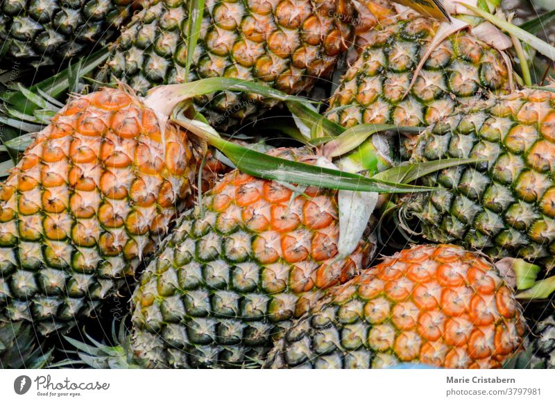 Full frame texture of fresh pineapples close up garden vegan backgrounds produce harvest closeup abundance clean dietary pattern merchandise hawaiian nutrition