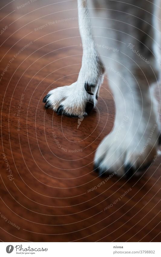 dog paws jack russell jack russel terrier Paw Animal Terrier Jack Russell terrier Pet White 1 Cute Small Brown Dog Lifestyle Purebred Obedient portrait