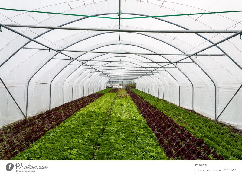 greenhouse Greenhouse Industry Agriculture Central perspective Roof Plastic Perspective Market garden Agricultural crop Field Packing film foil tunnel Tunnel La