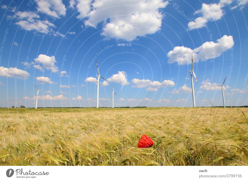 field study Landscape Energy Agriculture Renewable energy Energy industry Wind energy plant Energy crisis Clouds Flower Plant Beautiful weather Blossom