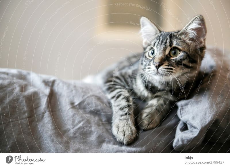 The cat that's a tomcat. Cat kitten animal portrait Close-up mackerelled Colour photo Cute observantly ambush Pet tame youthful Looking Gray