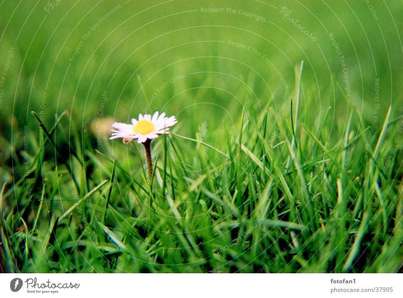 just a daisy Daisy Flower Grass Green Analog depth blur field