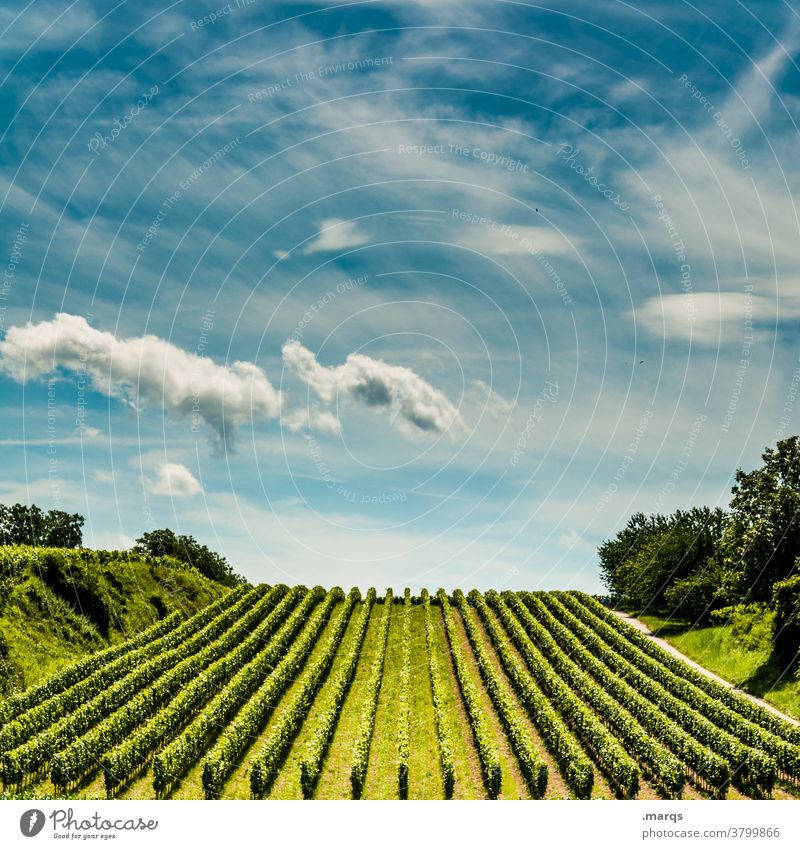 viticulture Vine Wine growing Vineyard Kaiserstuhl Summer Beautiful weather Sky Horizon Line