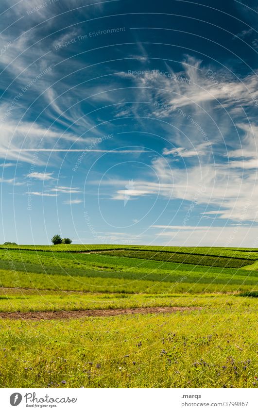 field Summer Sky Beautiful weather acre Field Agriculture Green Yellow Landscape Nature Tree Horizon Cirrus