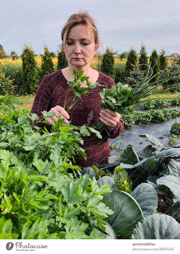 Woman picking the vegetables in a garden activity adult agricultural agriculture authentic backyard candid casual concept country crop day daylight ecology