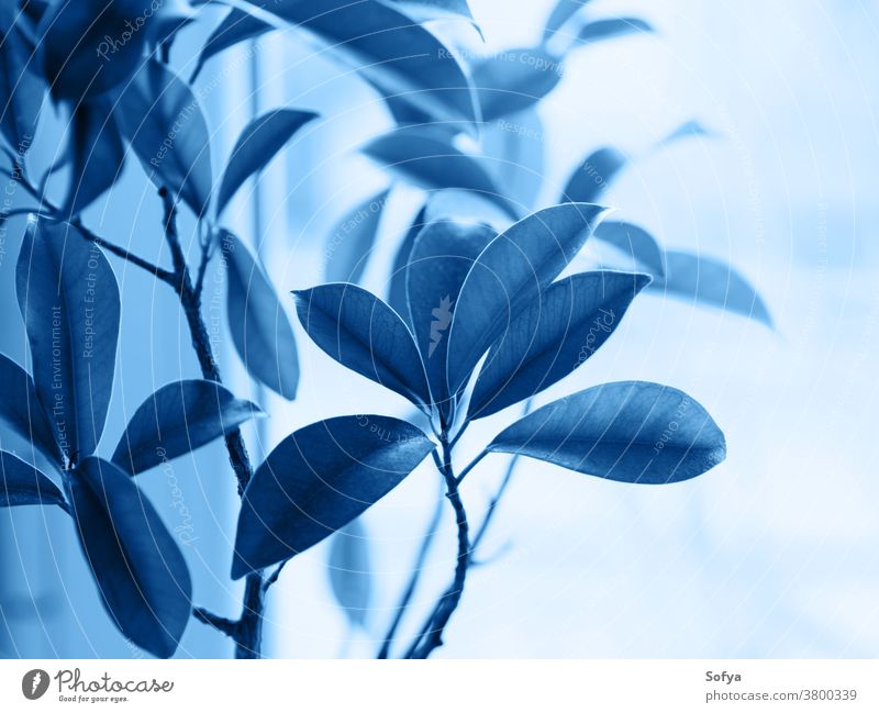Ficus ginseng bonsai plant. Classic blue 2020 classic color botanical foliage deep ficus navy leaves grow home japanese classical garden nature window light pot
