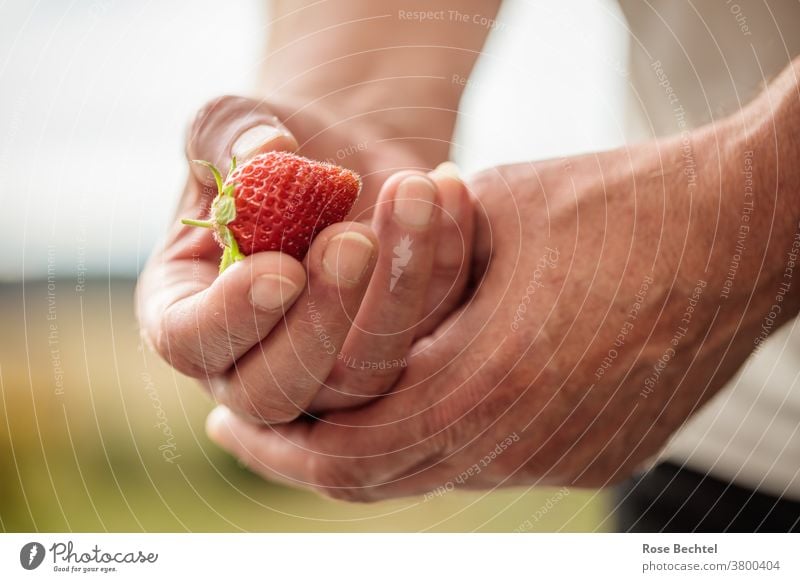 Man holds a strawberry in his hand Fruit Strawberry Red Food Delicious Fresh cute Colour photo Summer Healthy Juicy Mature Berries Close-up Tasty Vitamin Diet