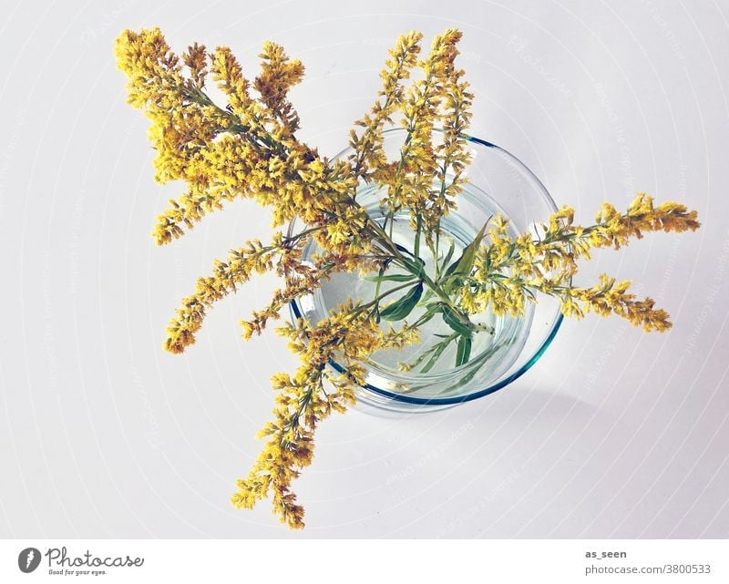 Goldenrod in glass vase Solidago canadensis Glass Autumn Decoration Plant Flower Colour photo Blossom Neutral Background Bird's-eye view Style Yellow September