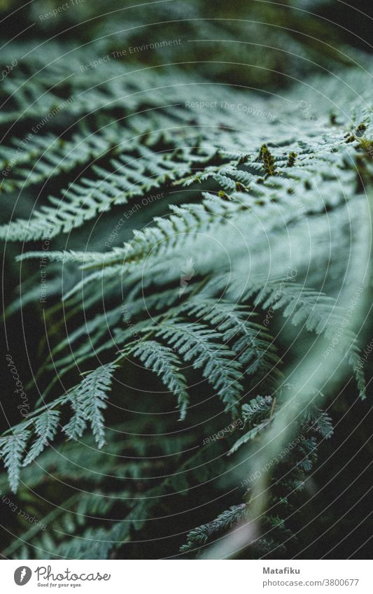 fern leaf Fern Leaf flora Plant Forest Nature Close-up blurriness Green Foliage plant Wild plant Deserted in the wood mood Shallow depth of field Environment