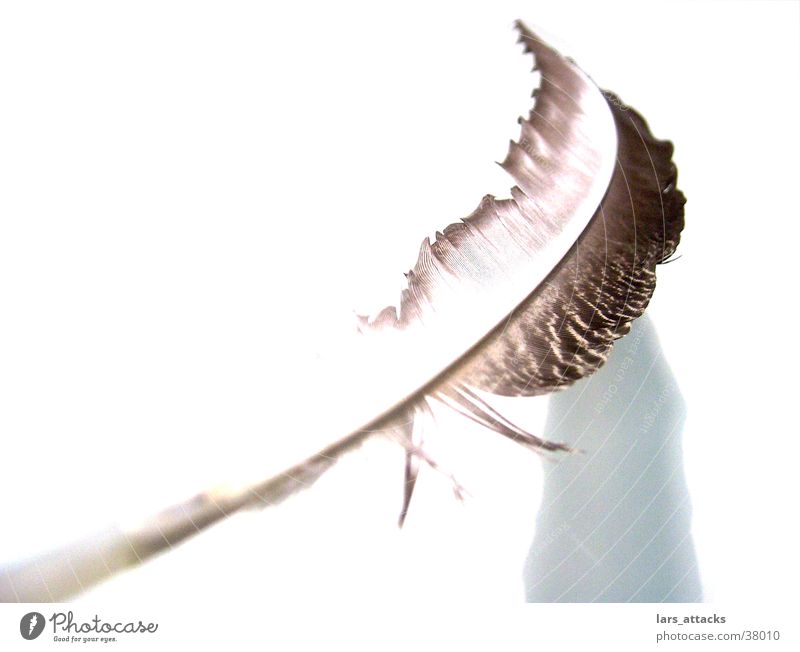 nib Macro (Extreme close-up) Bird Feather Flying Line Black & white photo