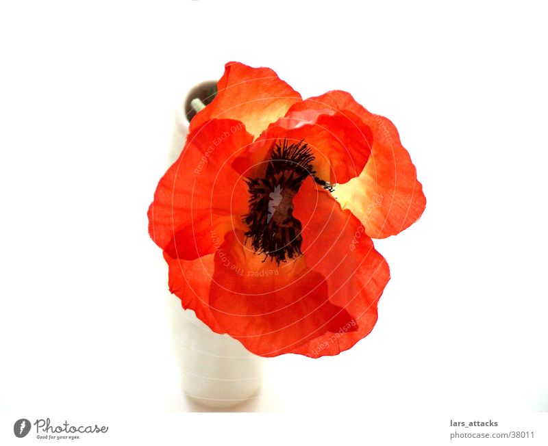 Artificial poppy I Flower Poppy Vase Style Orange Placed