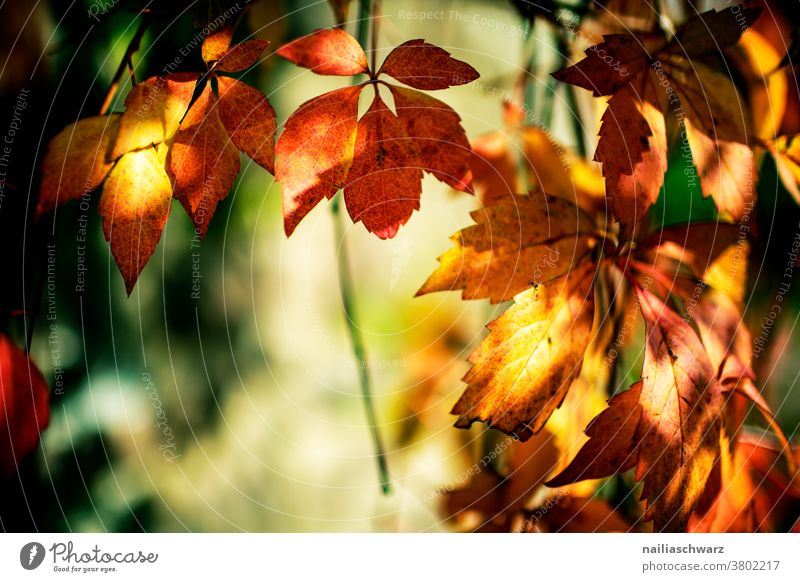 autumn leaves Autumn Autumnal Autumnal colours Automn wood background Copy Space Red Yellow Shallow depth of field outdoor Nature Green Autumn leaves
