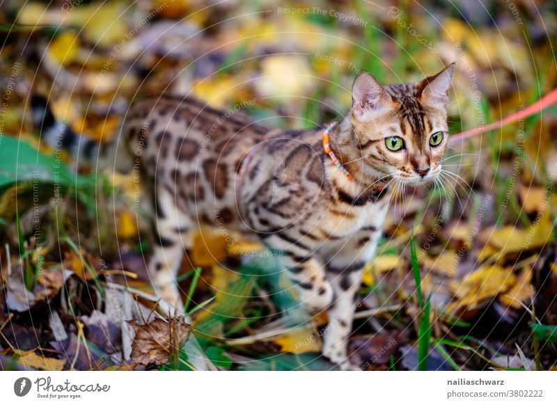 perfect camouflage Camouflage Nature outdoor Autumn Autumnal colours Animal Cat bengal cat Bengali Cat Observe Elegant Curiosity Cute pretty Soft Self-confident