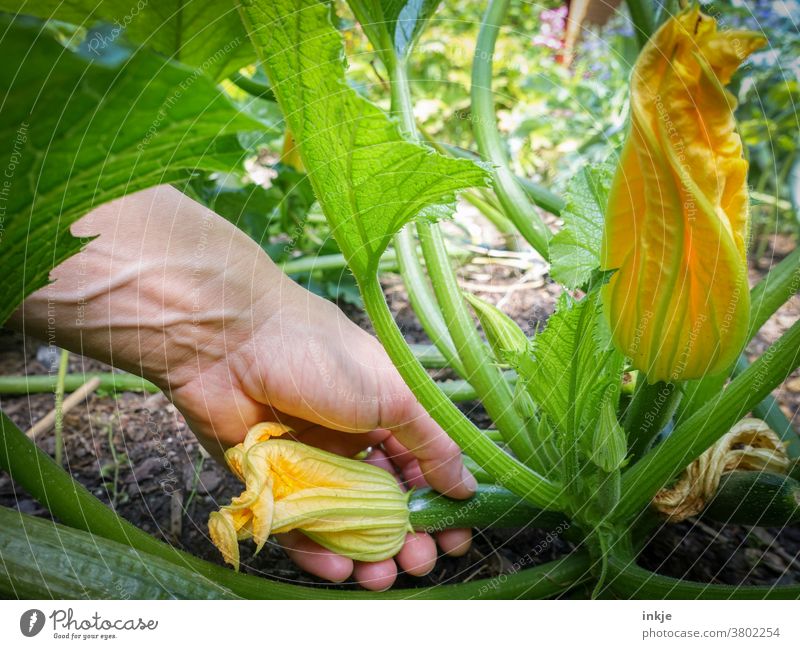 Hand picking young zucchini fruit with blossom Colour photo Close-up Garden Exterior shot Harvest Pick Zucchini Blossom Zucchini blossom Garden allotment garden