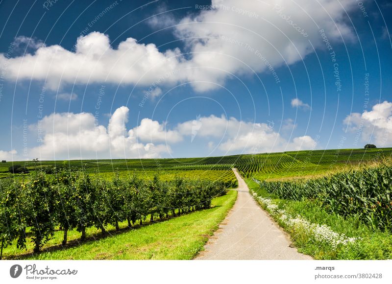 Summer in the Kaiserstuhl Vine Beautiful weather Nature Landscape Sky Clouds Target Future Relaxation Agricultural crop Trip Lanes & trails Street Wine growing