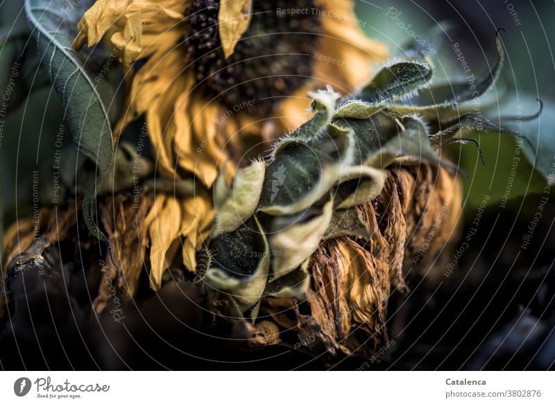 Wilting sunflowers Green Autumn wax leaves Plant flora Nature Leaf Sunflower wither Blossom Change and transformation Transience Garden Brown Yellow