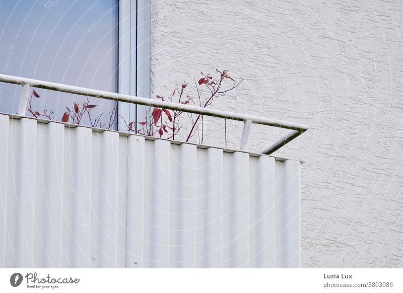Autumn on the balcony: one last red leaf on already bare branches protrudes over the railing of a white balcony leaves Red White Balcony Leaf Exterior shot