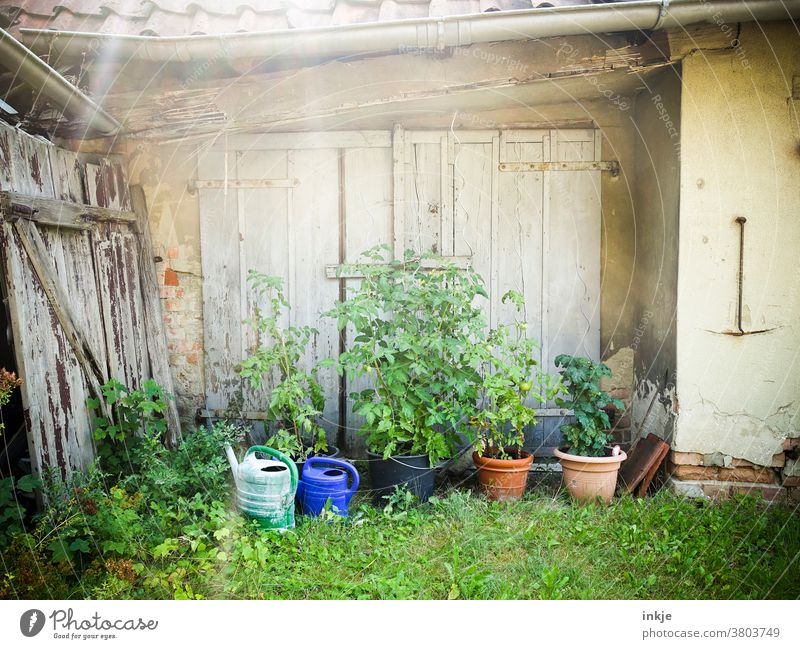 Tomato plants in the overgrown backyard Exterior shot Colour photo Deserted Backyard Back-light Day extension Harvest Watering cans Wooden gate locked Old Goal