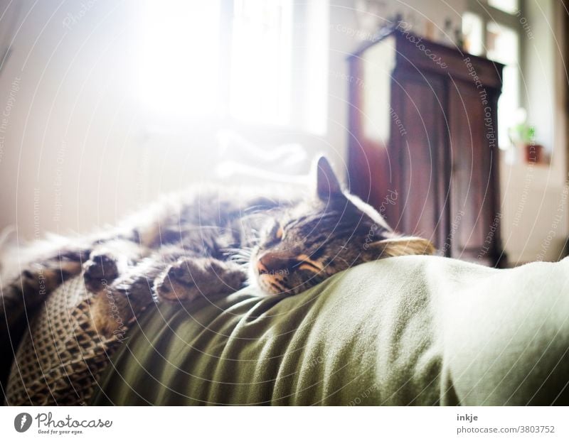 Sleeping cat on female belly against the light. Colour photo at home Interior shot Back-light Living room Green autumn colours Cozy Soft warm Cuddly Well-being