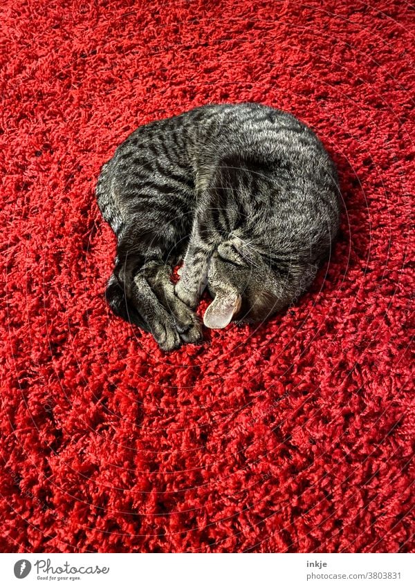curled up, sleeping cat on red high-floor carpet Colour photo Interior shot Deserted Cat Pet kitten Sleep Lie Carpet Cozy Soft warm Cuddly at home