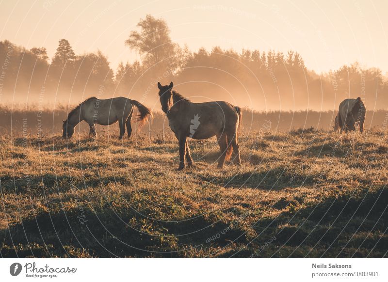 horses in a misty golden October sunrise wild horse Exterior shot Colour photo Animal mammal Wild Horse Vacation & Travel breed ponies tarpans Tourism meadow