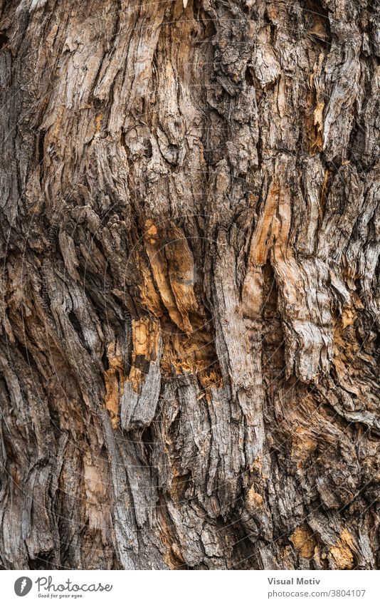 Tree Bark Texture: Background Images & Pictures
