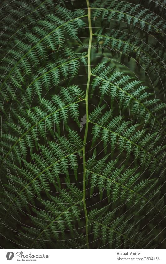 Green complex leaf of Polypodiopsida, commonly known as fern megaphylls nature leaves background green flora botany plant perennial abstract foliage organic