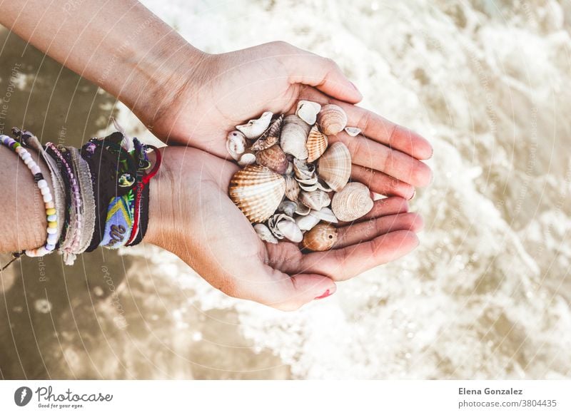 Hands with shells in the sea beach nature closeup sand hand summer ocean holiday shell in hand sea life sun hands fingers idyllic vacations tourism beautiful