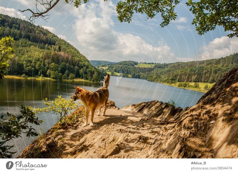 Hiking dog at Rursee Eifel National Park Nature Landscape Idyll Lakeside hike trees Mixed forest Deciduous forest vacation nature conservation Deserted