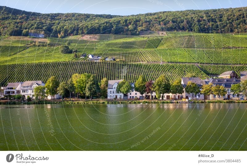 Moselle landscape in Piesport Vacation & Travel Summer Wine growing Nature Vineyard Landscape Rhineland-Palatinate tranquillity Hiking River Tourism