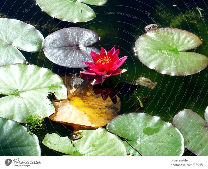 Water lily in the light Rose Leaf Pond Green Ponds. light Frog