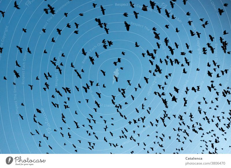 Order in chaos | Flight order in a flock of starlings Nature birds animals Stare Flock Flock of birds Flying flight formation Sky Black swift Many Muddled Day