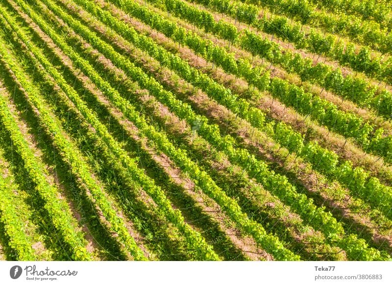 sunny vineyards from above whine vine yard whine plants grape plants grapes shadow farm farming winemaker wineyard alcohol beverage