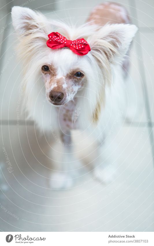 Cute Chinese Crested Dog on tiled floor in salon chinese crested dog haircut canine style modern pet animal beauty together fluffy white fur spotted skin bow
