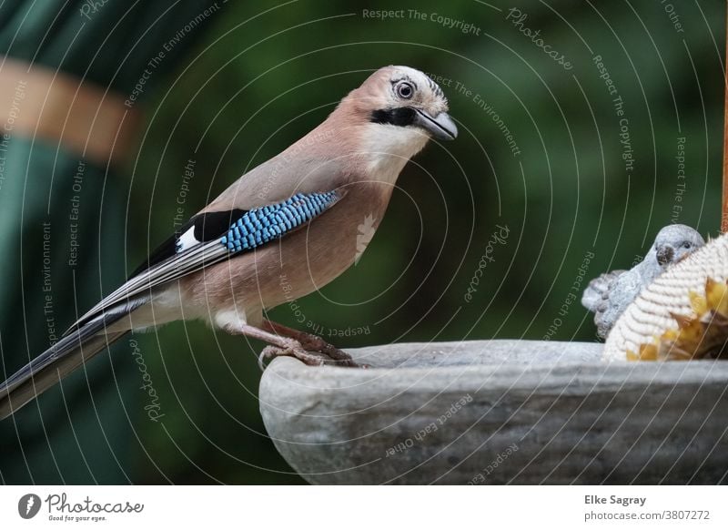 The jay in its beauty - the sharp, clear view of the sunflower head Bird Nature Exterior shot Deserted Animal Colour photo Blue Sit Animal portrait Full-length