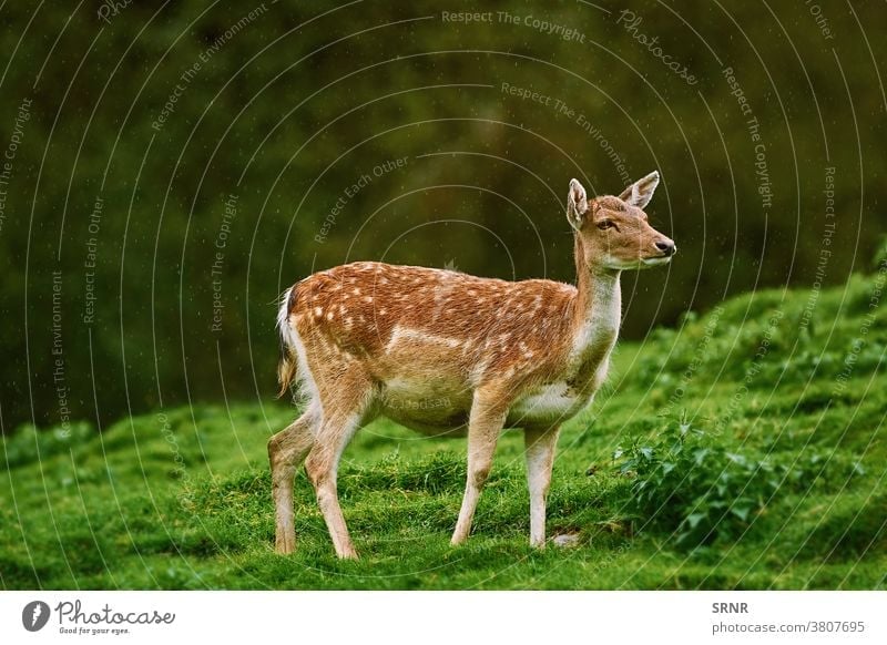 Deer at the Edge of the Forest animal deer cervidae chital axis axis axis deer cheetal spotted deer doe hind ears even-toed artiodactyl cleft-footed