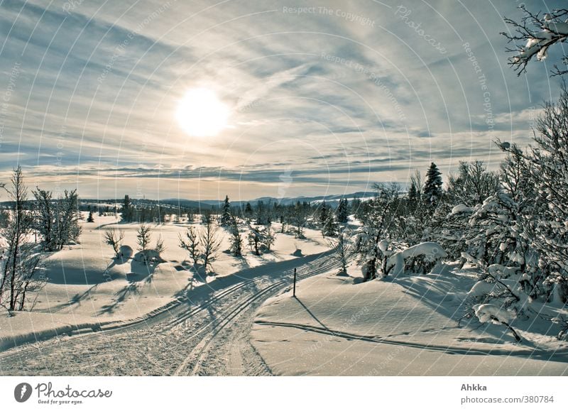 Fairytale landscape in Scandinavia, snow, sun, ski track Harmonious Vacation & Travel Adventure Far-off places Freedom Winter Snow Winter vacation Nature