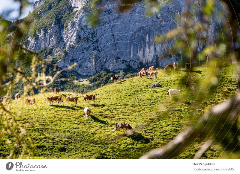 Herd of cows at sunset above the Achensee in Tirol in Austria Alps Back-light Tyrol Lake Achensee wanderlust Hiking trip Class outing nature conservation