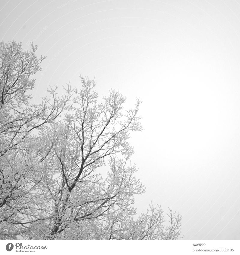 Hoarfrost on branches of a tree Snow crystal Twig Freeze Ice crystal Branch Frozen White Cold Winter ice and snow Frost Hoar frost Plant Fog Bad weather Wet