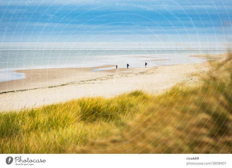 Landscape with dunes on the island of Amrum duene Island coast Beach North Frisian Island North Sea Ocean North Sea coast people strollers destination