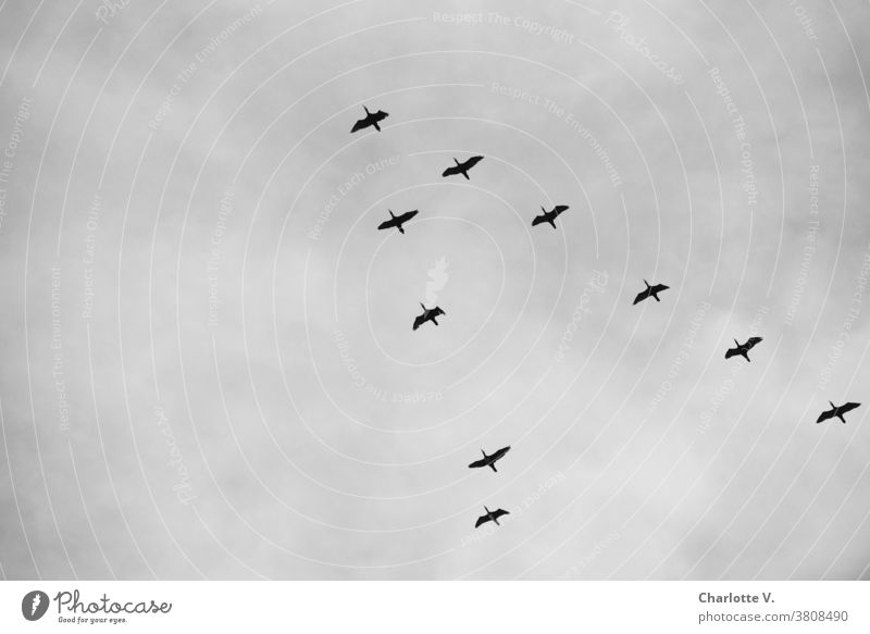 Kormoran Squadron Cormorants waterfowls Animal Wild animal Wildlife Exterior shot Nature Bird birds Birds fly Flying Sky Day Freedom Upward Black & white photo
