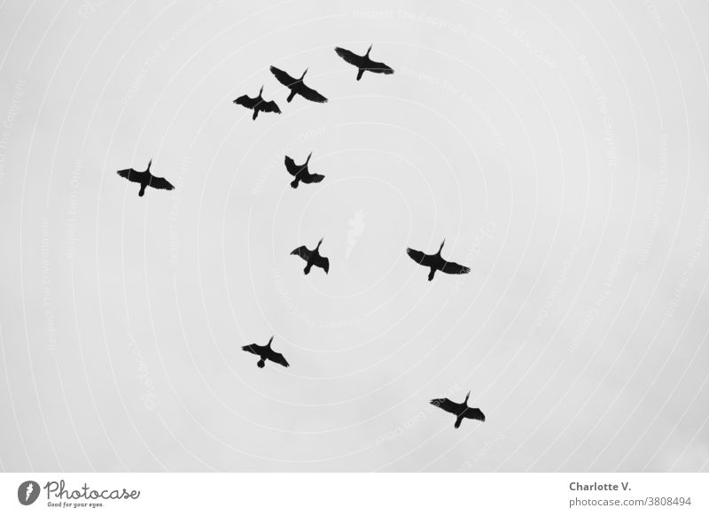 Cormorants | flying waterfowls Animal Wild animal Wildlife Exterior shot Nature Bird birds Birds fly Flying Sky Day Freedom Upward Black & white photo Gray